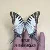 Venta Directa al Por Mayor de Fábrica de Especímenes Reales de Mariposas con Alas Extendidas, Diversos Insectos y Escarabajos, Accesorios para Fotos, Educación Científica, Especímenes Naturales