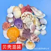 Artesanato e Materiais de Conchas Marinhas Naturais, Atacado por Libra, Lembrancinhas de Praia DIY, Decorações para Aquário