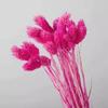 Grama gema da fábrica de Yunnan também é chamada de grama da beleza combinação diy para decoração buquê atacado