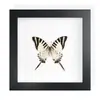 Mariposa Real, Especie Preciosa de Verano, Mariposa Rara, Mariposa Pequeña de Cinta Verde, Adorno de Escritorio, Espécimen de Regalo, Pintura Decorativa, Espécimen de Mariposa