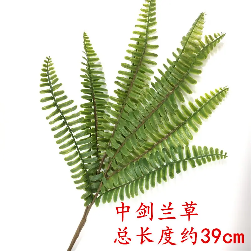 中剑兰草.jpg