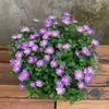 180 Variedades de Sementes de Flores Não Repetitivas, Fáceis de Cultivar em Todas as Estações, Podem Afastar Mosquitos, Adequadas para Varandas Internas e Externas, Distribuição Transfronteiriça