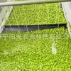 Grãos de Edamame Congelados Rapidamente de Grau de Exportação, Pacote de 1 Tonelada, Atacado de Fabricantes de Congelados Rápidos, Vegetais de Edamame Frescos, Grânulos de Edamame Congelados para Food Service