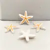Delfines de Dibujos Animados con Temática Oceánica, Estrellas de Mar, Conchas, Amuletos para Fundas de Teléfono DIY, Decoraciones para Zapatos, Accesorios para el Cabello, Accesorios de Resina y Materiales para Joyería