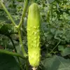 Semillas al por mayor Semillas de Pepino Fruta de Jade Blanco Semillas de Verdura Se Pueden Comer Crudas o Cocidas alrededor de 50 Piezas