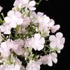 Decoración de boda flor artificial pequeña aliento de bebé hortensia estrella decoración flor artificial pequeña de flor de ciruelo pequeña flor para sostener flor falsa al por mayor