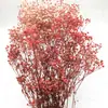 Pacote de Material DIY Flor Eterna 1g Gradiente Cabeça Grande Mosquitinho Estrela Milionária Buquê de Flores Secas Flor Eterna Flor Real