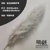 Caña Larga Vietnamita Flor Seca de Yunnan Ramo Decoración Esponjoso Fotografía de Boda Del Suelo al Techo Paisajismo Flor Inmortal Natural