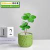 Árvore de Ferro Mexicana Trevo de Quatro Folhas em Vaso Planta Verde de Escritório Jardim de Infância Mesa Flor Emocional