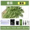 Maceta Grande para Verduras de Balcón Cebollín Cilantro Cebollín Pequeño Caja de Plantación Interior Maceta Grande Rectangular Gruesa de Plástico para Flores