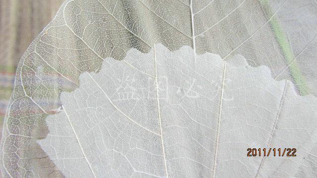A002紫荆叶脉 (10)