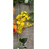 Primavera y verano amarillo pequeño fresco boda flores venta al por mayor tienda ventana suave decoración hermosa Chen centro comercial decoración flores falsas