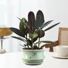 Planta de Caucho Black Diamond en Maceta para Uso en Interiores y Exteriores, Planta Verde para Purificación del Aire, Planta en Maceta para Escritorio de Oficina, Planta Verde de Cuatro Estaciones