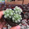 Base de planta suculenta autoproducida y autovendida al por mayor suculentas pequeñas combinación de flores plantas en maceta plantas carnosas Lithops Haworthia