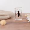 Fábrica de Origem Espécimes de Insetos Atacado Tartaruga Oceano Borboleta Espécimes Brinquedo Enfeites Coleção Presentes Educação Científica