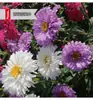 Floración de Cuatro Estaciones, Combinaciones Variadas de Flores Silvestres, Semillas de Flores de Hierba, Flores de Semilla Fáciles de Cultivar y Vivas, Semillas de Flores Mar de Flores Enverdecidas
