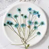 Manzanilla Teñida con Ramas, Flores Secas Multicabezales, Flores Prensadas, Kit de Materiales para Espécimenes de Plantas DIY, Scrapbooking y Resina Epoxi