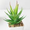 Suculenta Simulada Cabeça de Flor Suculenta Simulada Bonsai Simulado Acessórios DIY Fabricante Cor Personalizada Conjunto de Cabeças de Flor Suculenta