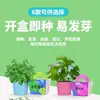 Criação Engenhosa: Plantio Infantil de Sementes de Girassol em Vasos, Observação de Impatiens e Cosmos por Estudantes, Pequenas Plantas para Varanda