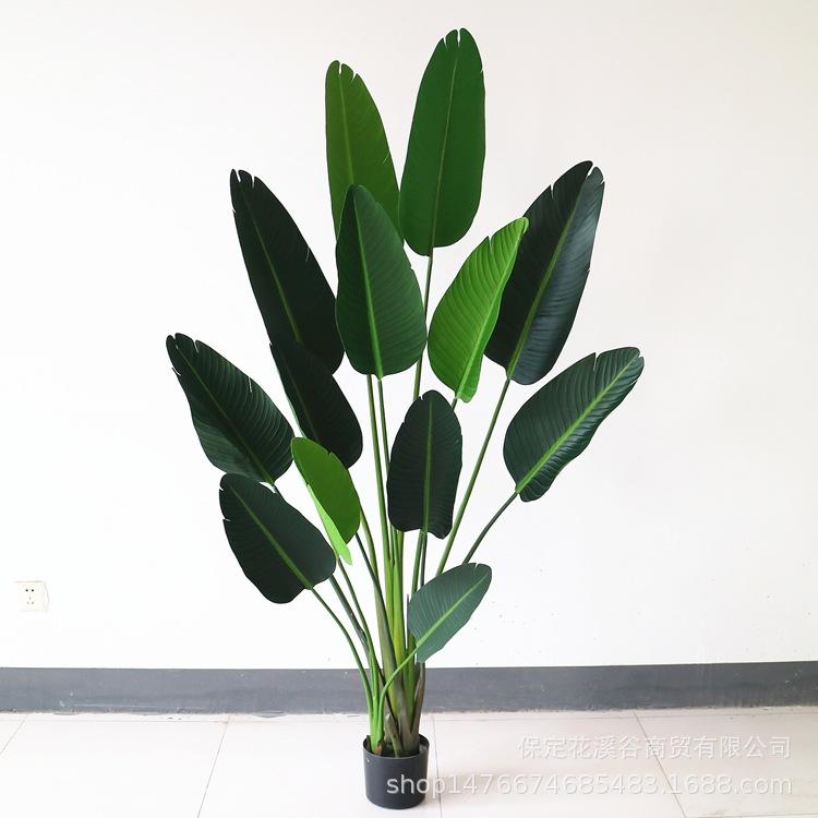 旅人蕉-6尺 199元_副本.jpg