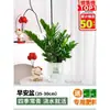 Árbol del Dinero Planta Verde en Maceta para Sala de Estar Interior, Flores Fáciles de Cuidar para Oficina, Árbol de la Fortuna Maceta Grande, Planta que Atrae Dinero