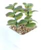 Suculenta Simulada Cabeça de Flor Suculenta Simulada Bonsai Simulado Acessórios DIY Fabricante Cor Personalizada Conjunto de Cabeças de Flor Suculenta
