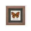 Raro Ornamento de Insecto Precioso Mariposa Pavo Real Espécimen de Mariposa Azul Regalo para Ancianos, Amigos, Niñas Regalo de Cumpleaños Marco de Espécimen de Mariposa