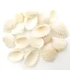 100g Concha Natural de Furo Único 12mm-16mm Dente de Concha Perfurado Acessórios para Sapatos Chapéus Joias