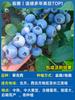 Una pieza de Dropshipping Cuatro Estaciones Jiabao Árbol Frutal Plántulas de Fruta Sabah Árbol Escar Plántulas de Uva Árbol Frutal Patio Precioso Norte y Sur