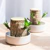 Base Vendas Diretas Madeira Brasileira Groot Madeira da Sorte Escritório Hidropônico Cultura na Água Plantas Verdes Barraca de Rua Plantas Populares em Vaso