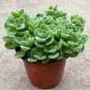 Planta Aromática Grande en Maceta para Repelente de Mosquitos de Interior, Vegetación Refrescante, Plantas Suculentas, Macetas, Purificación del Aire, un Toque de Fragancia