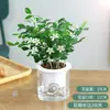 Plántulas de Jazmín en Maceta con Capullos Interior Todo el Año Floración Nueve Millas Fragante Tronco Viejo Repelente de Mosquitos Jardín Hidropónico Flor de Gardenia Planta Verde
