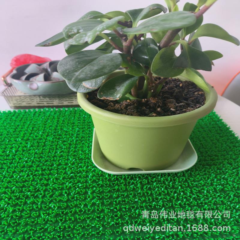 小绿草