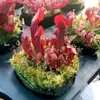 Hierba Atrapa Moscas, Jaula para Cerdos, Carnívoro, Flor Humana, Hierba Repelente de Mosquitos, Hierba Atrapa Mosquitos, Hierba Atrapa Insectos Extra Grande, Plantas en Maceta Divertidas