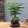 Estilo Medieval Plantas de Espárragos en Maceta Florales de Interior Todo el Año Bonsái Perenne Sala de Estar Oficina Escritorio Plantas Verdes Fáciles de Mantener