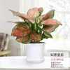 Geely Ruyi Rojo Flor Reina Planta en Maceta Planta Verde de Escritorio para Interiores Cuatro Estaciones Mary Ann Perenne Flores Fáciles de Cultivar