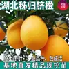 Una generación de auténticos plantones de naranja navel de Zigui, Hubei, en macetas en el patio sur y norte, injertados de naranja dulce