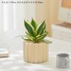 Hani Borda Dourada Pele de Tigre Orquídea Planta Verde de Interior Suculenta para Mesa de Escritório Flor Durável Proteção contra Radiação Absorção de Formaldeído