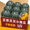 Calabaza Beibei Auténtica, fresca y pegajosa, con sabor a castaña, calabaza pequeña con sabor a castaña, calabaza tradicional japonesa, apta para bebés y mujeres embarazadas, pegajosa, caja completa