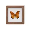 Especimen de Mariposa Real, Especimen de Insecto, Especimen Real en Marco de Vidrio, Decoración para el Hogar de Libélula, Decoración de Regalo de Cumpleaños