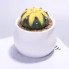 Planta en Maceta Pequeña de Cactus Premium para Interiores, Planta Suculenta, Wanzhongshan, Planta Verde Fácil de Cuidar para Escritorio de Oficina
