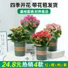 Flor da Longevidade em Vaso com Pétalas Duplas, Flor Grande Raposa Dourada com Botões, Planta Florífera Fácil de Cultivar para Floração Interna em Todas as Estações