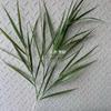 Estilo Coreano Mori Decoração de Flores para Casamento Teto Simulação Folha de Planta Verde Material Plantas Verdes Frescas Aqua Simulação