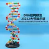 Modelo Grande de Estructura de ADN de 60 cm de Alto / Modelo de Estructura de Doble Hélice de ADN con Base y Pares de Bases para Biología Genética