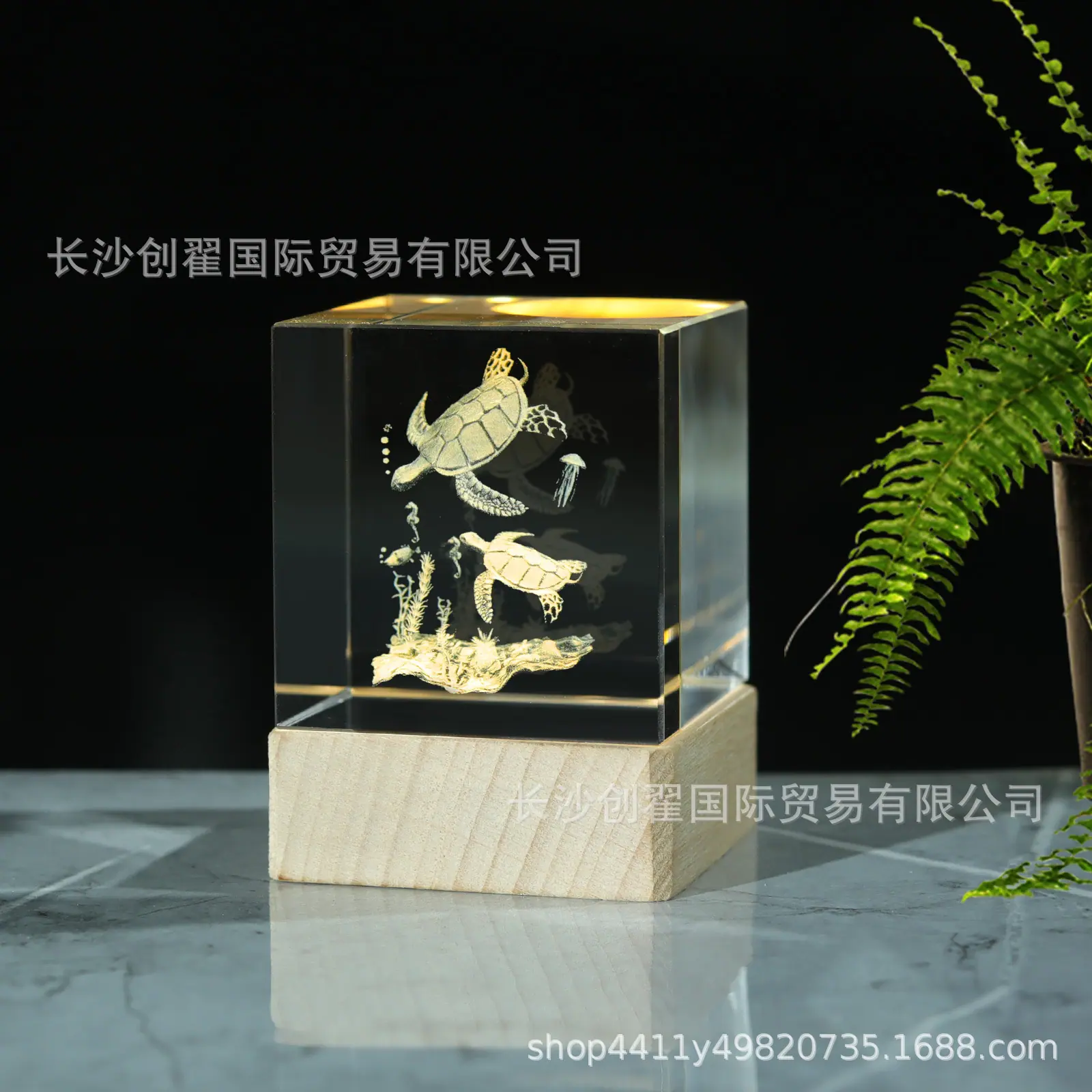 海龟_08.jpg