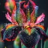 Suministro transfronterizo de semillas coloridas de epifilum de hojas, semillas de flor de jade, bulbos de flor de epifilum llama de pavo real, y semillas de flores al por mayor