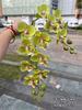Nueva impresión 3D Phalaenopsis fabricantes de comercio exterior 2 tenedor sienten Phalaenopsis verde boda hogar flores falsas al por mayor