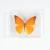 Adorno de mariposa real, alas de mariposa real, regalo de cumpleaños creativo para estudiantes, caja transparente