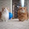 Rede para Pássaros de Jardim Transfronteiriça, Rede Anti-Pássaro, Rede de Proteção Anti-Pássaro para Uvas, Cerca para Aves, Rede Anti-Queda para Gatos, Rede Repelente de Pássaros Transparente