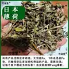 La Menta Japonesa No Es el Aceite Esencial de Menta Comúnmente Usado para Aromaterapia, Cocina Occidental, Menta Silvestre, Hierbabuena y Hierbas Medicinales Chinas